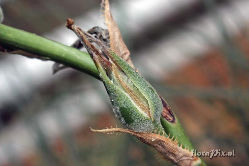 Puya mirabilis