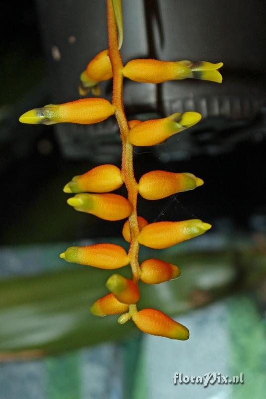 Aechmea racinae