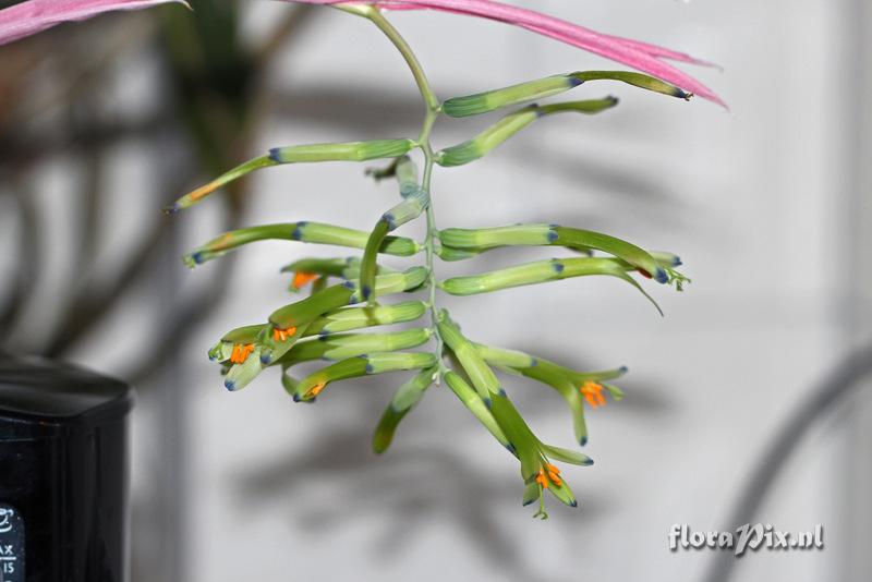 Billbergia distachya