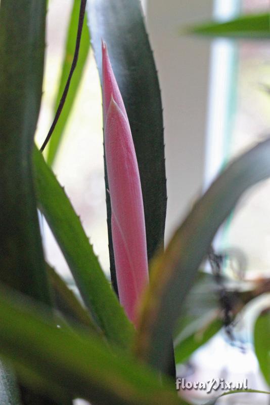 Billbergia distachya