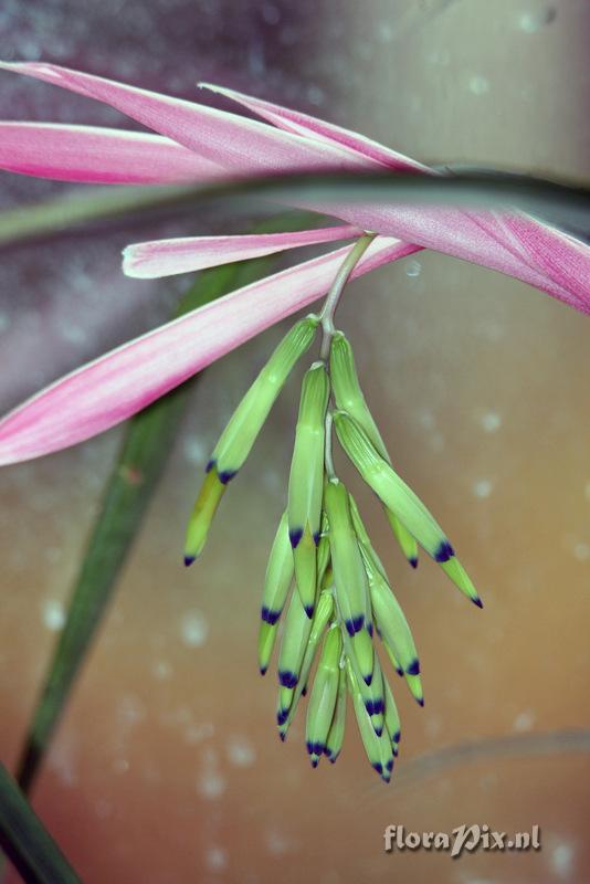 Billbergia distachya