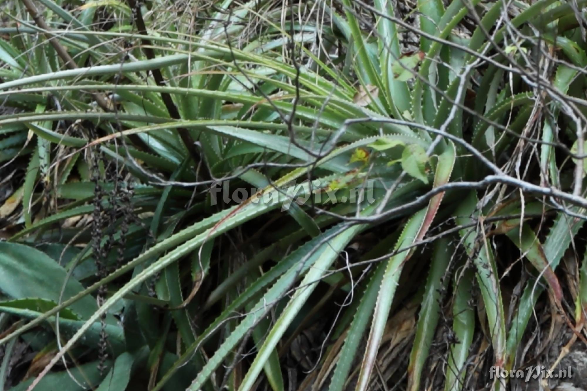 Hechtia guatemalensis 