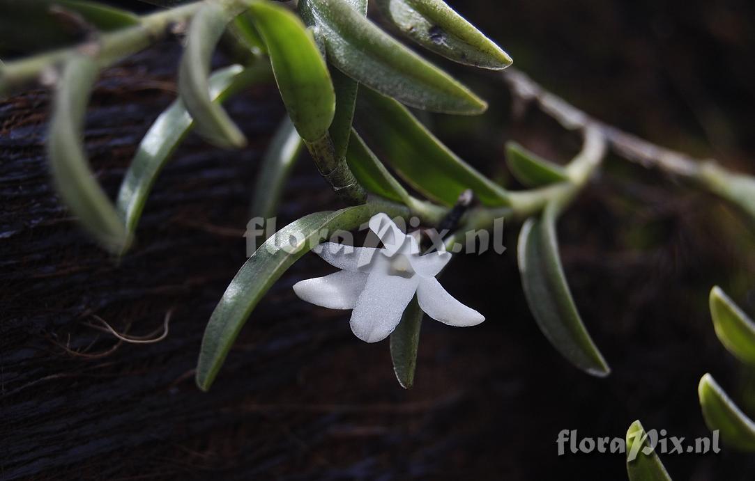 Angraecum pectinatum