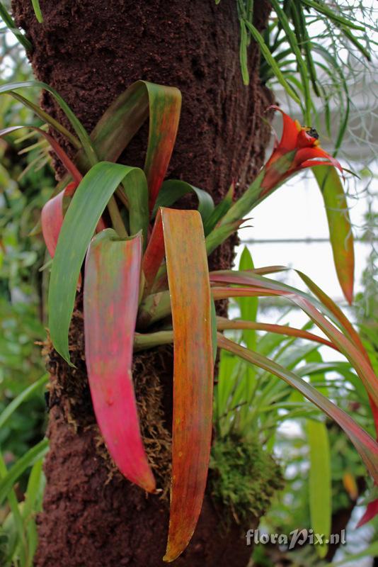 Guzmania lingulata var. cardinalis