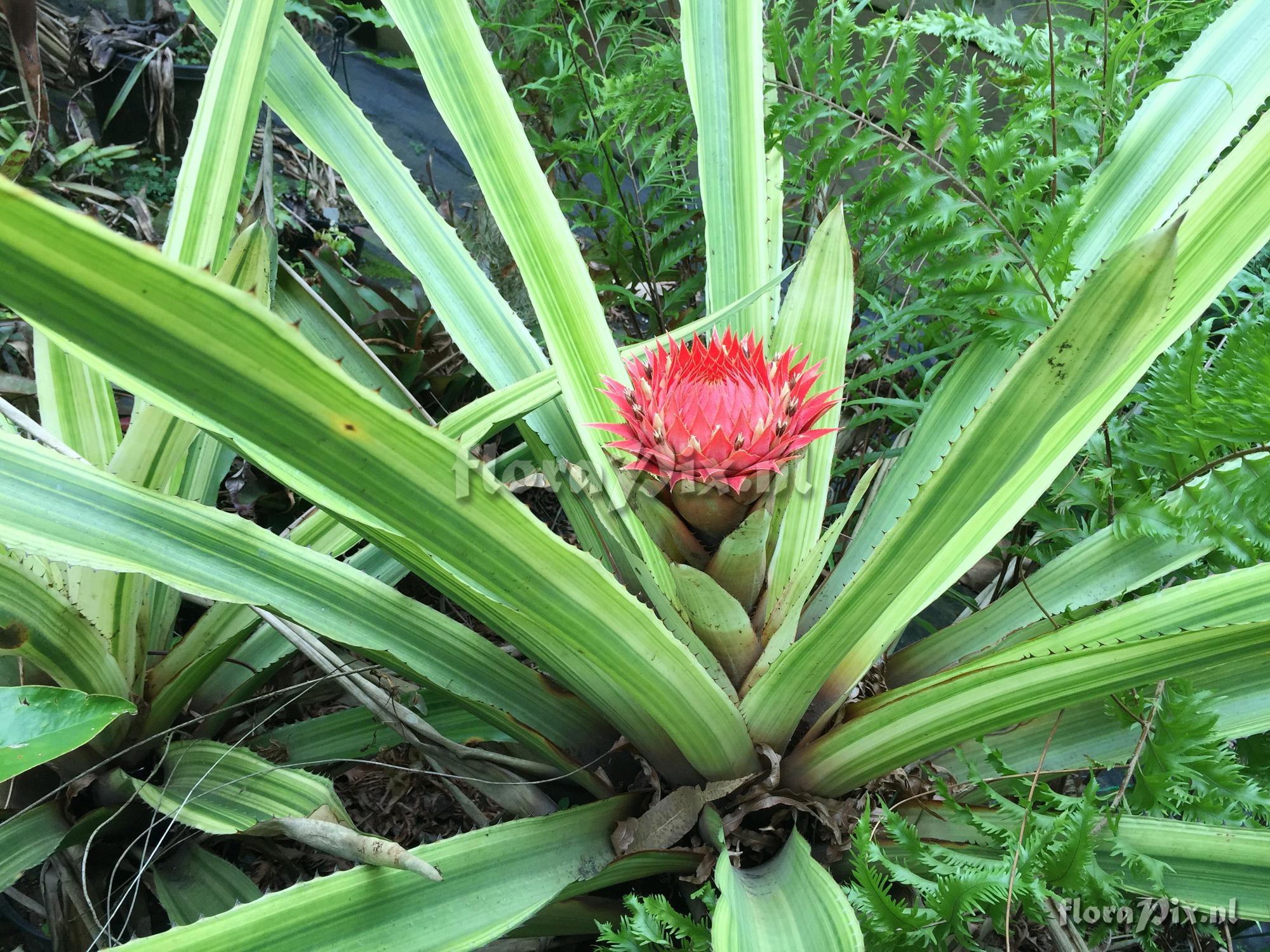 Aechmea saxicola cv. Meteor Shower