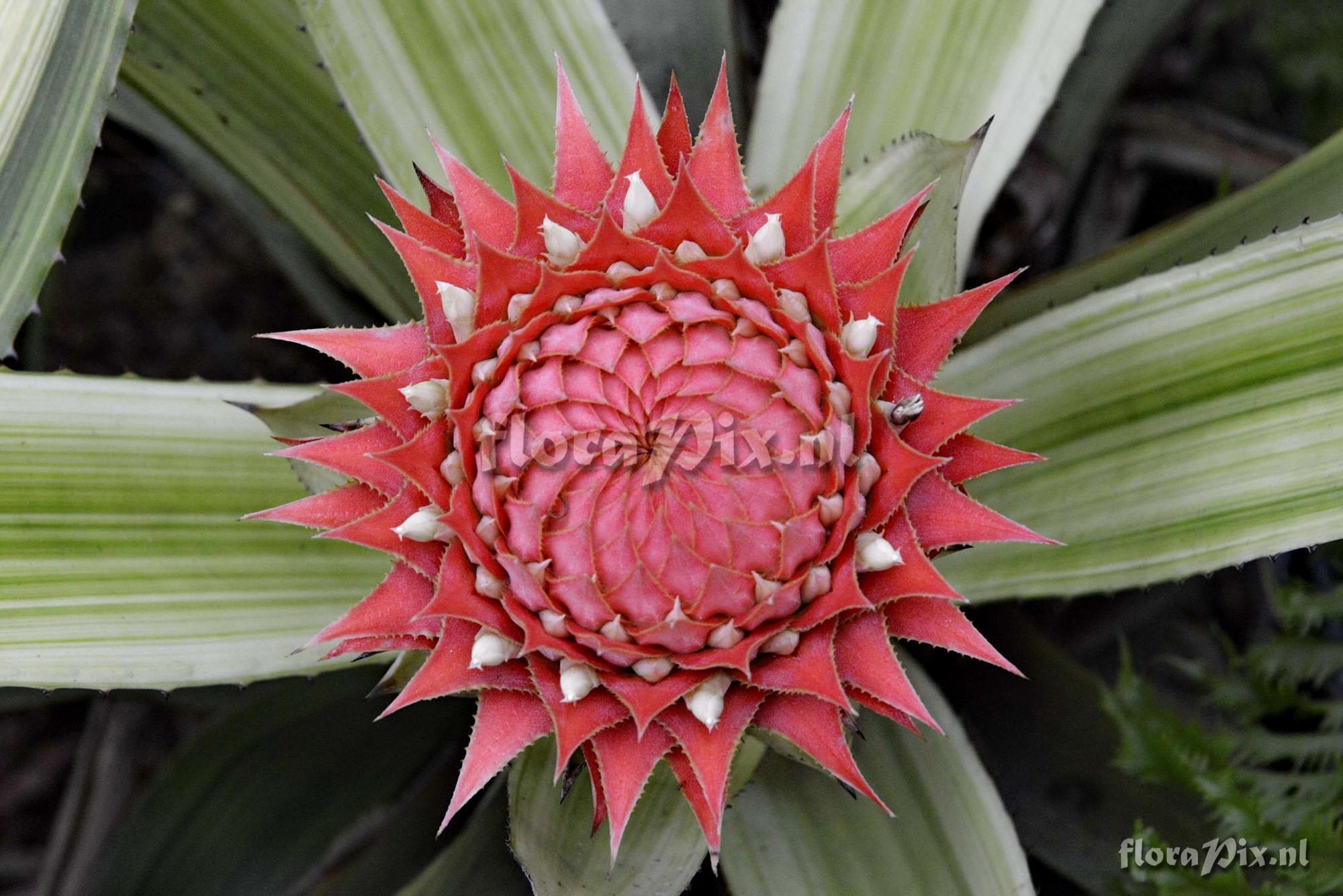 Aechmea saxicola cv. Meteor Shower