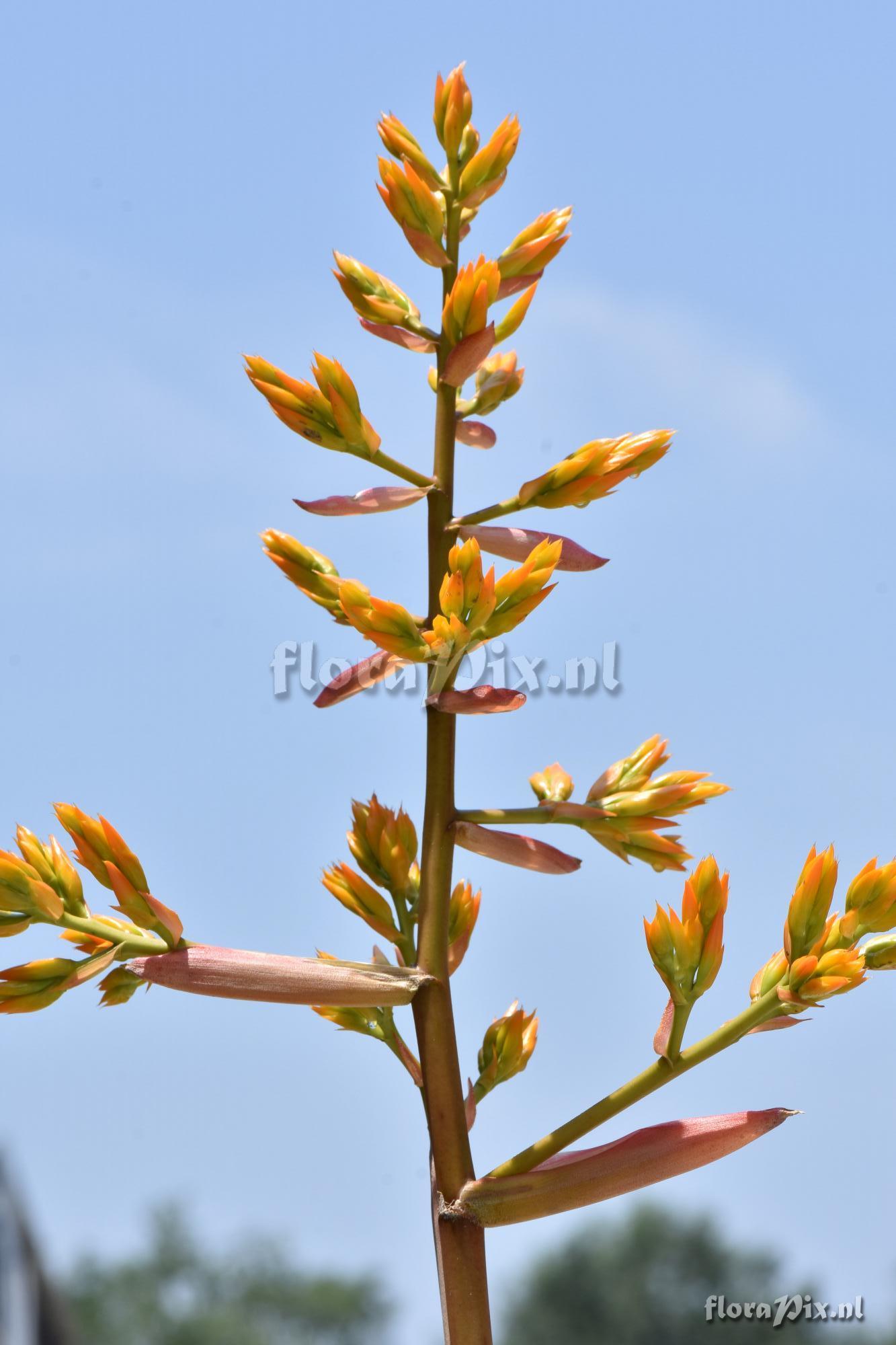 Aechmea emmerichiae