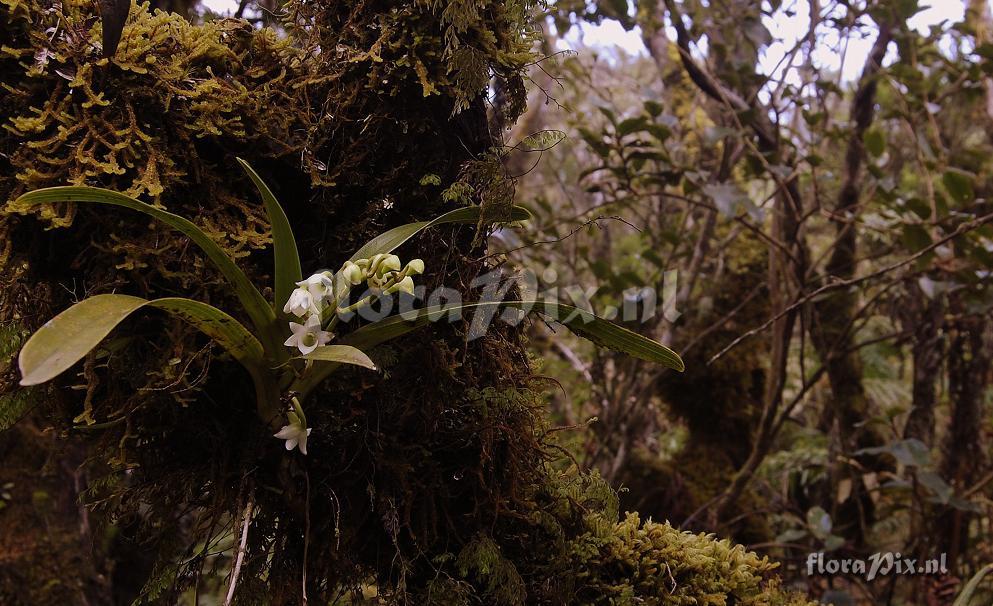 Angraecum striatum