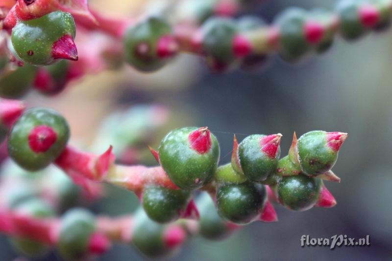 Aechmea bracteata