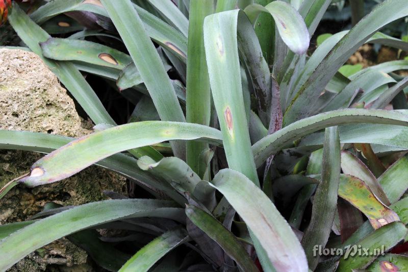 Aechmea mulfordii