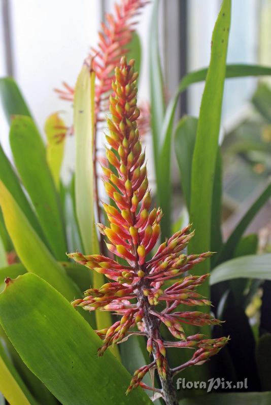 Aechmea winkleri