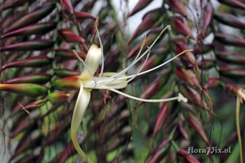 Alcantarea imperialis