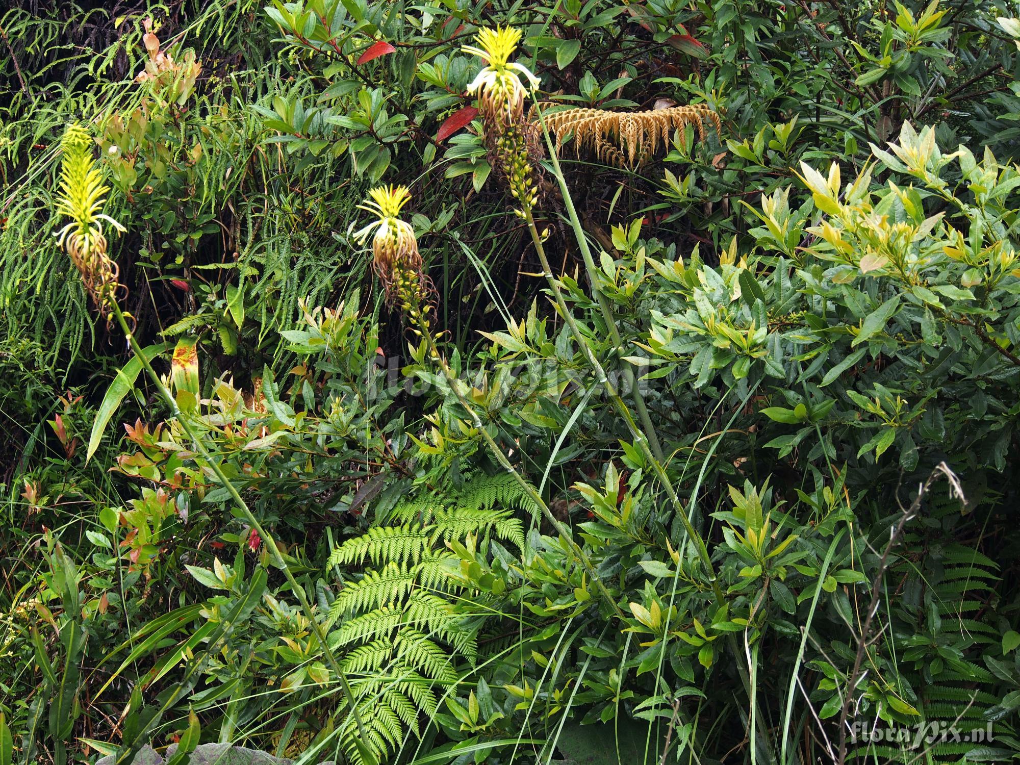 Pitcairnia trianae var retusa