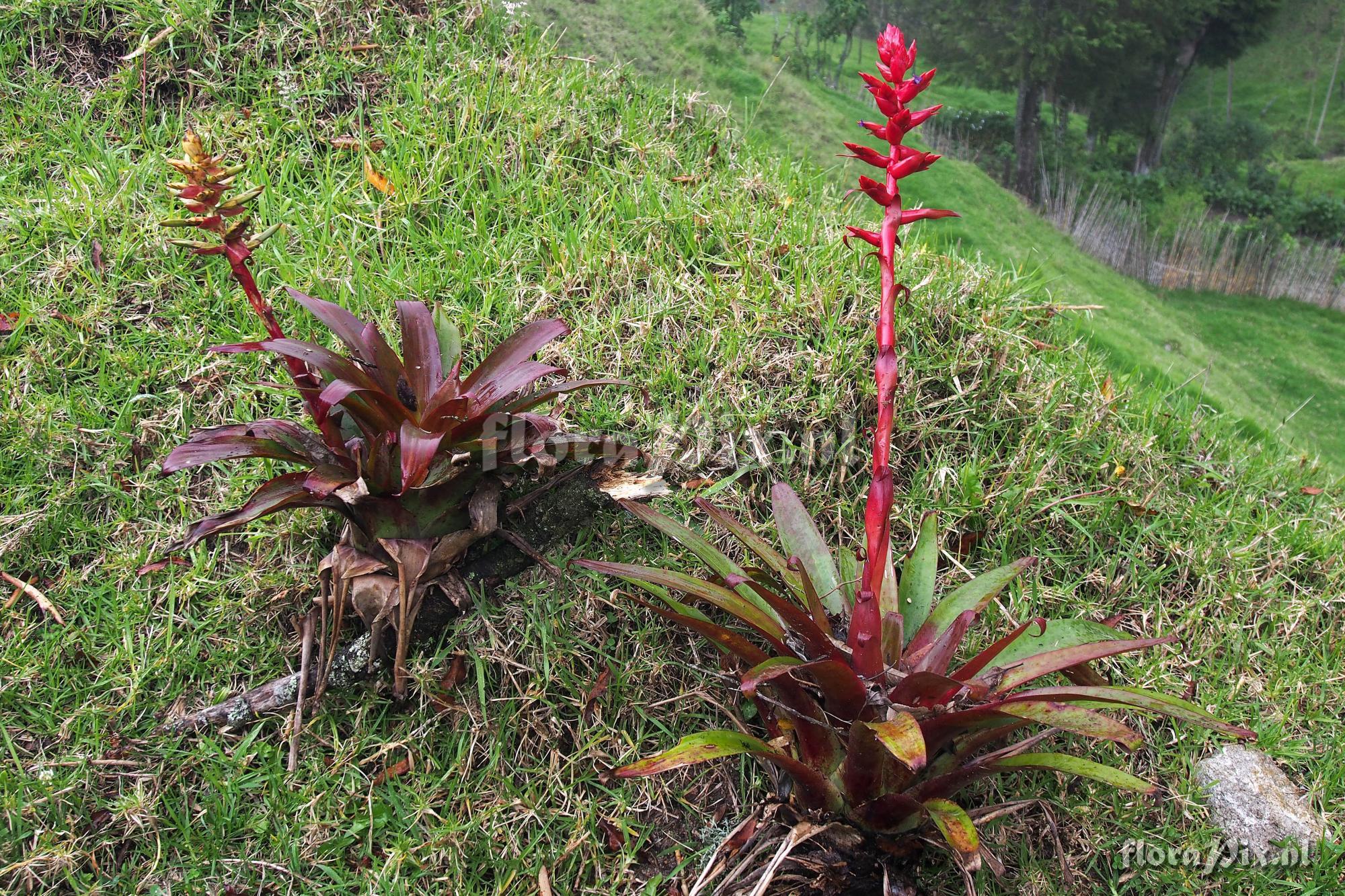 Tillandsia superba ???