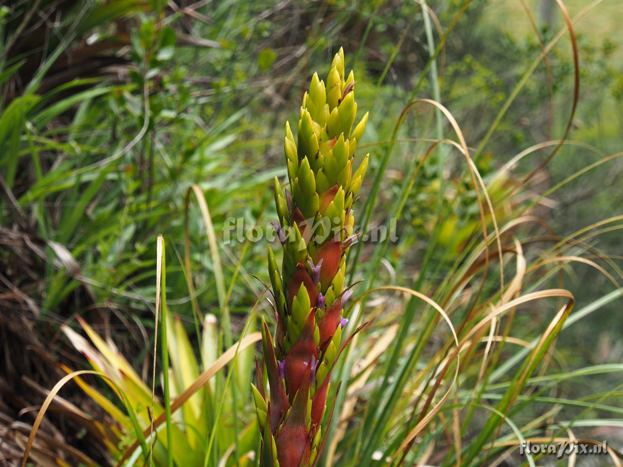 Tillandsia unknown