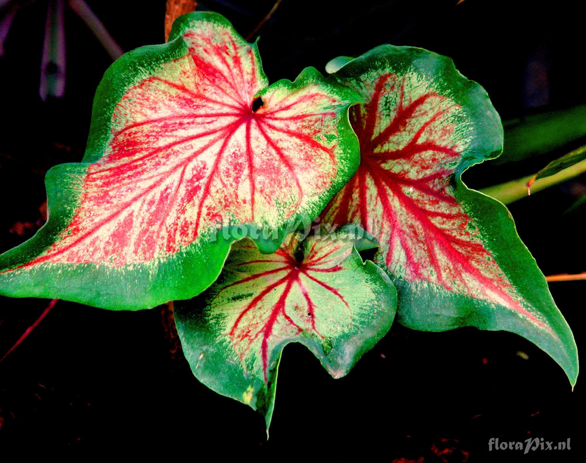 Caladium sp. Araceae