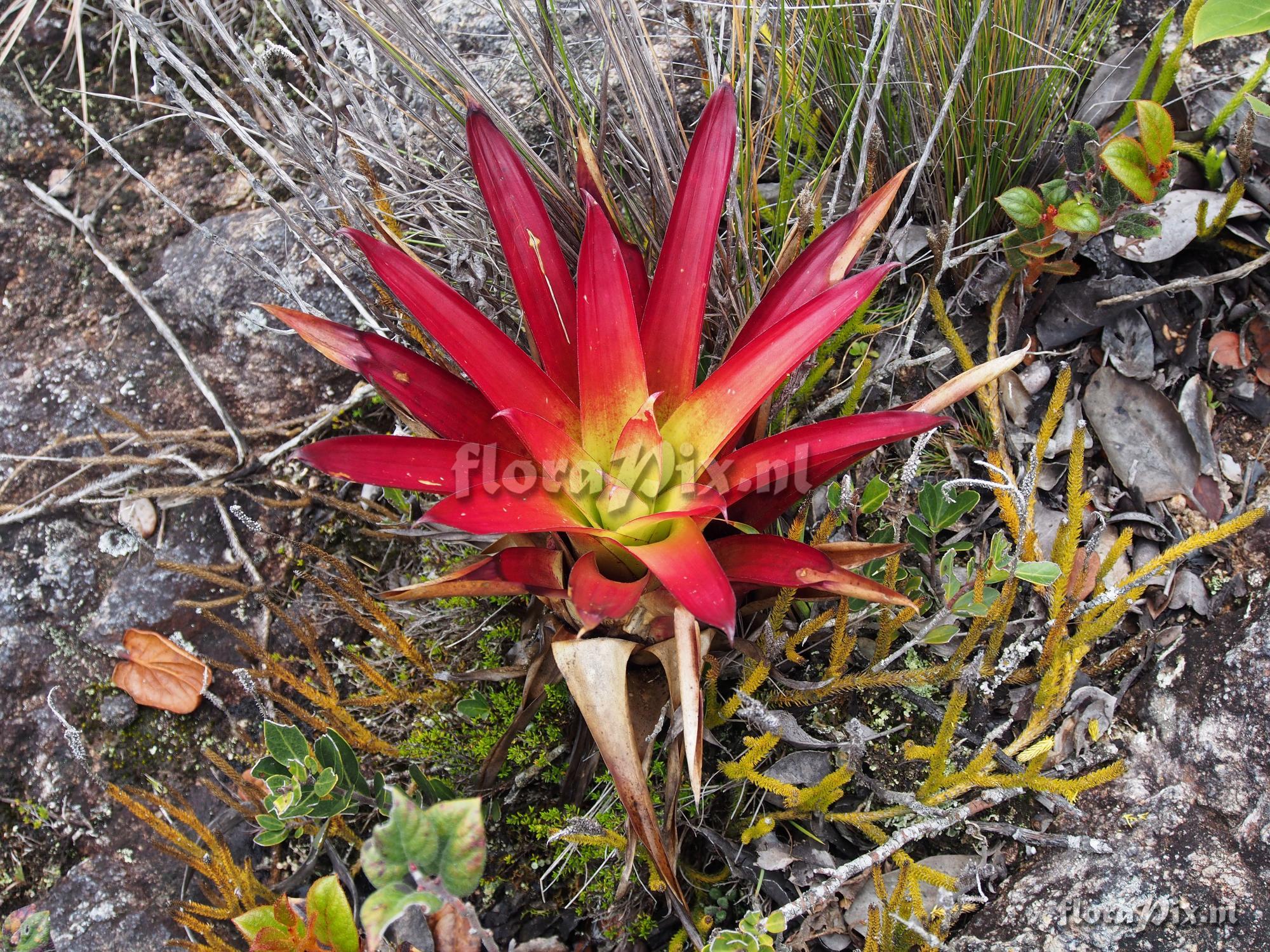 Tillandsia unknown3