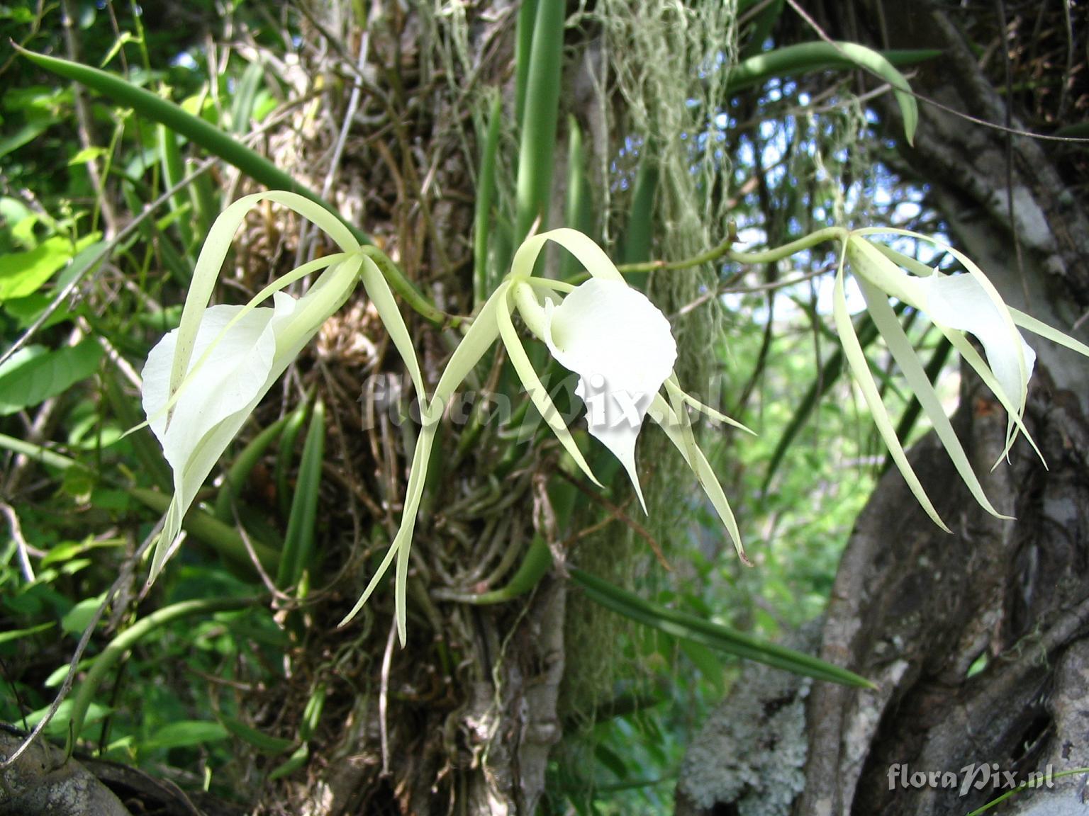 Brassavola nodosa