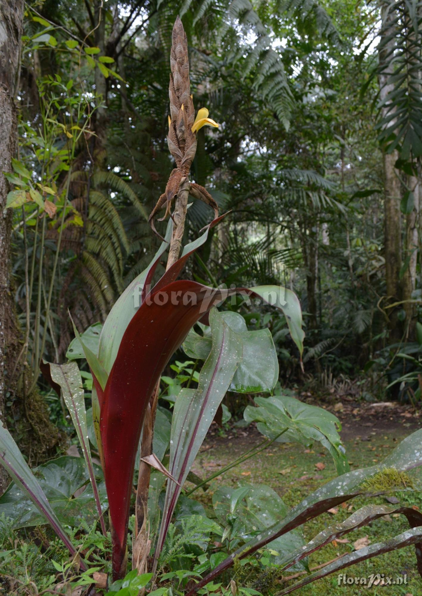 Pitcairnia sp.