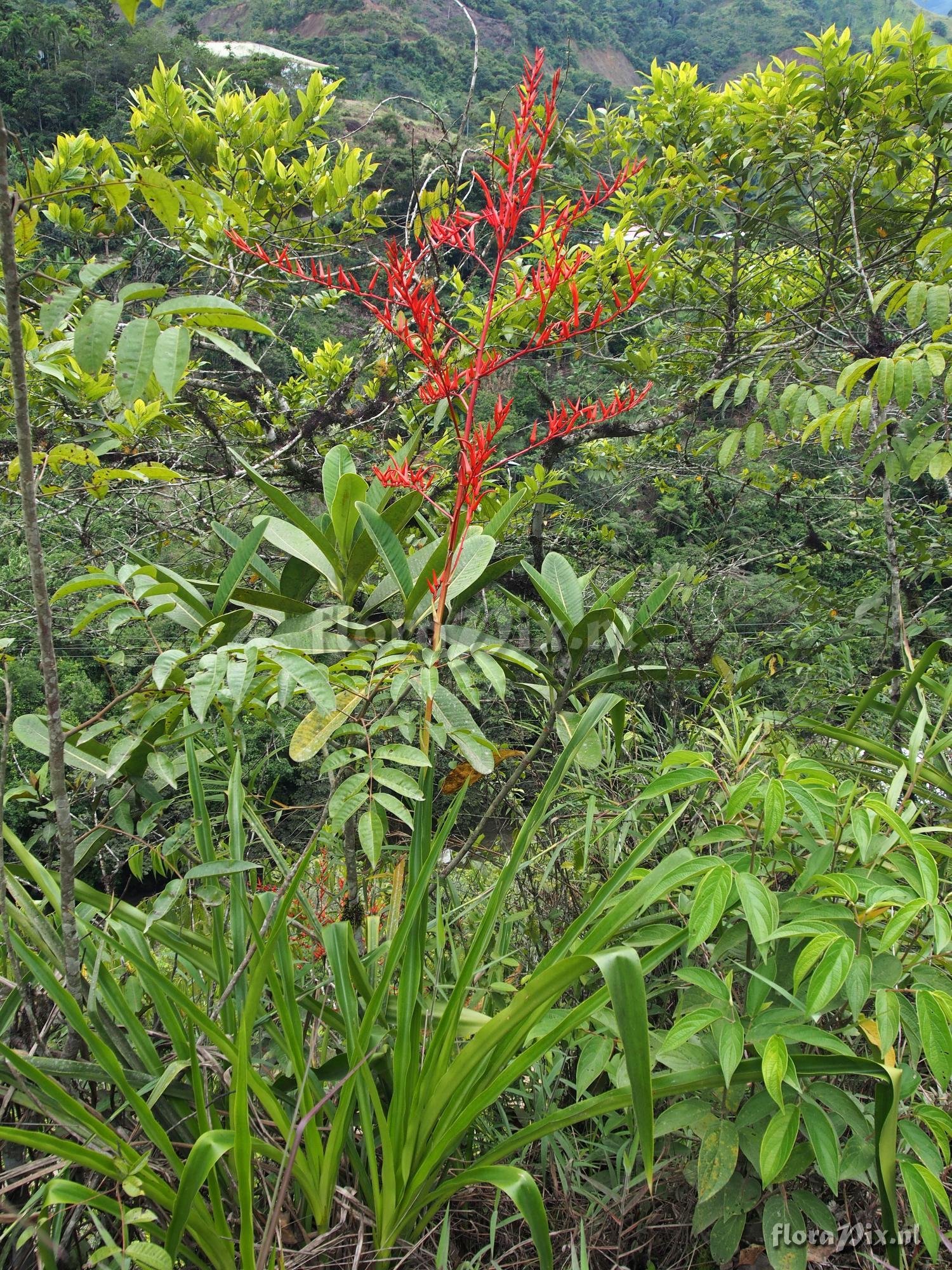 Pitcairnia poortmanii