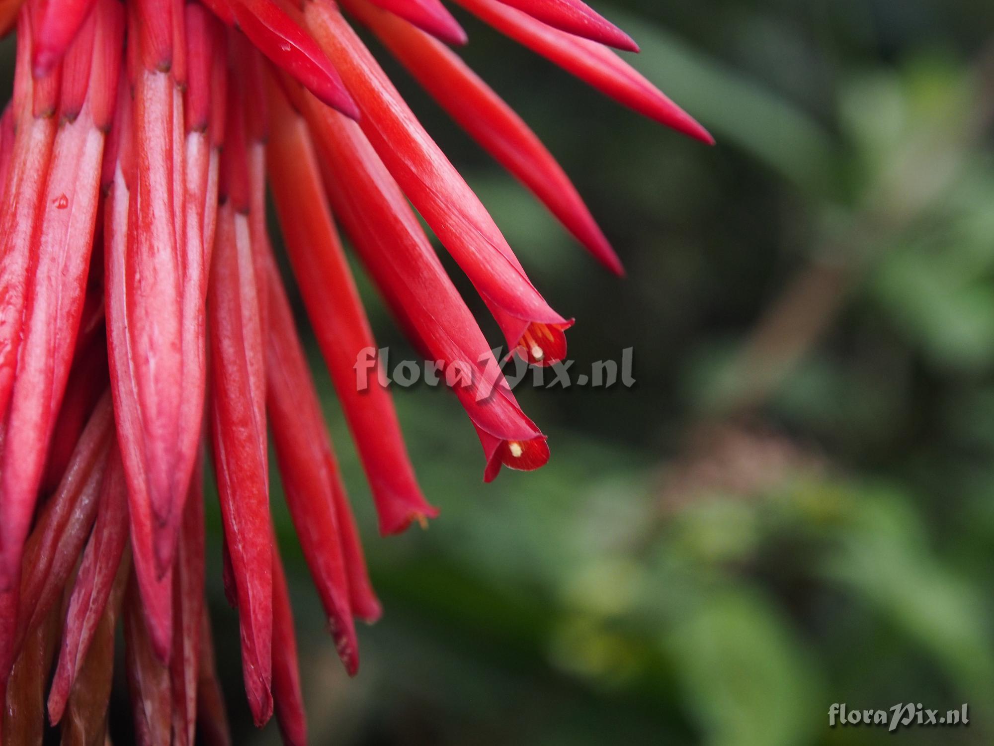 Pitcairnia reflexiflora