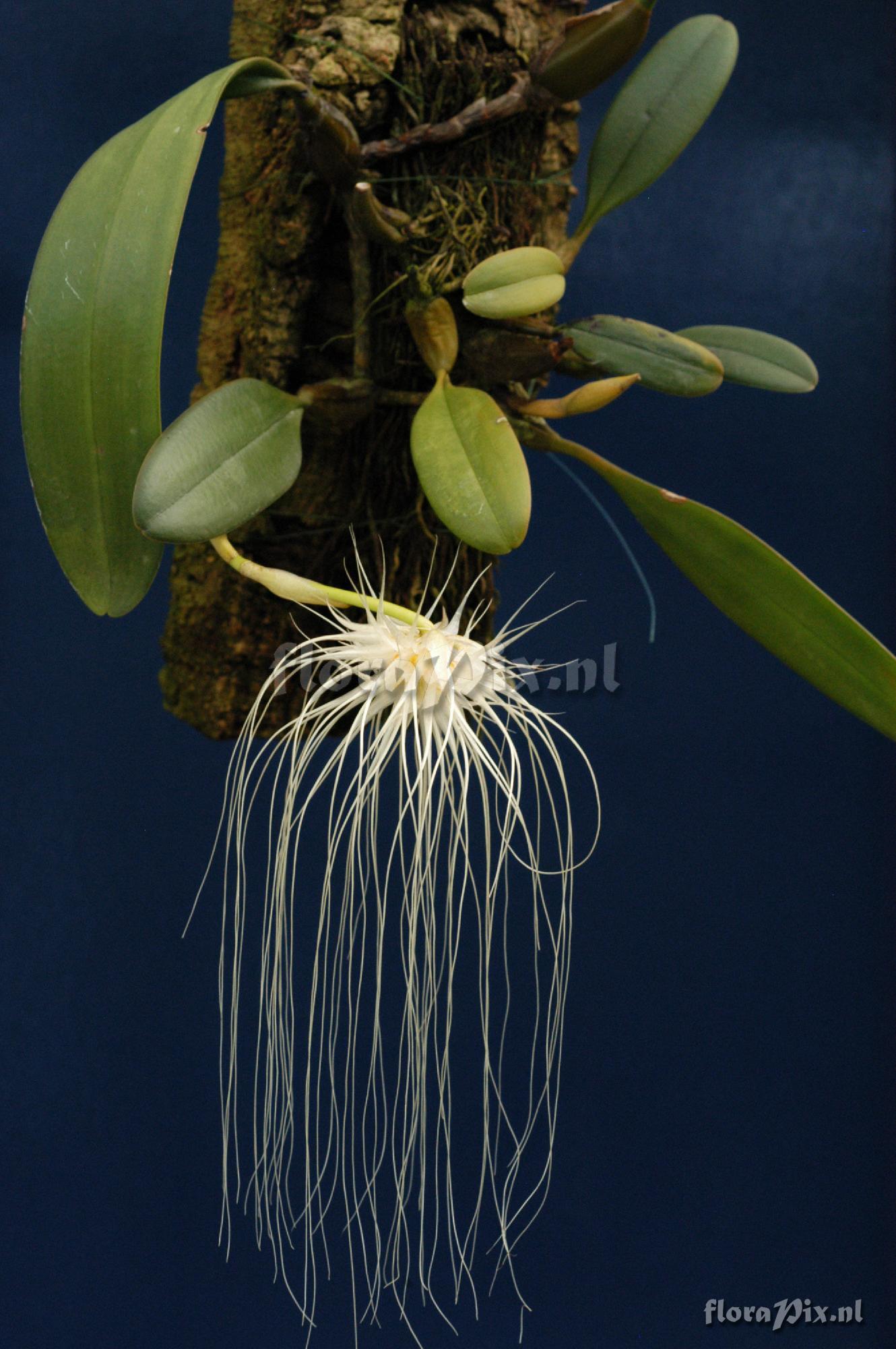 Bulbophyllum medusae