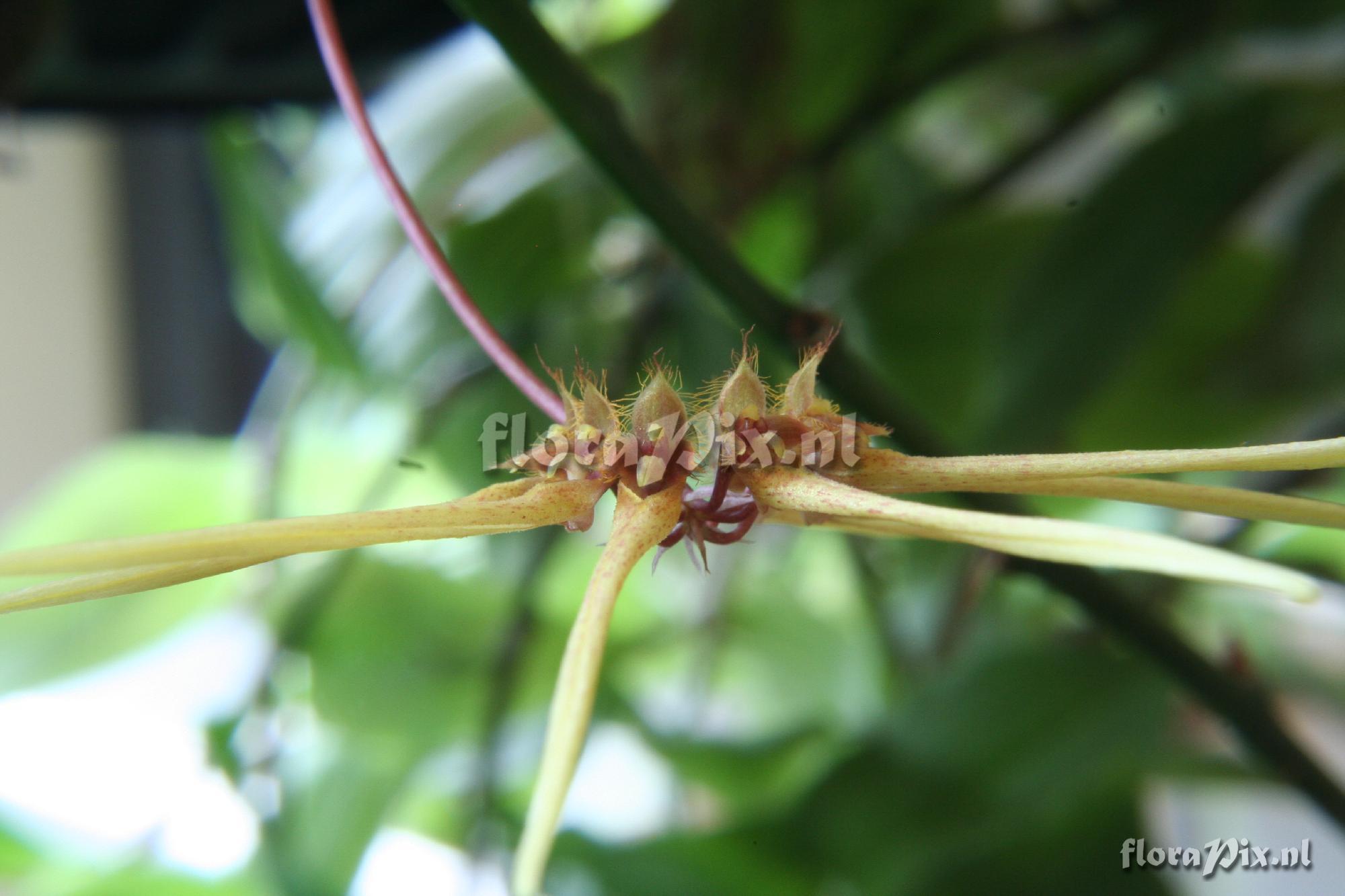 Bulbophyllum makoyanum