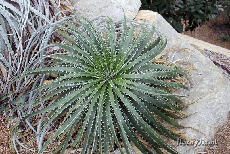 Hechtia argentea