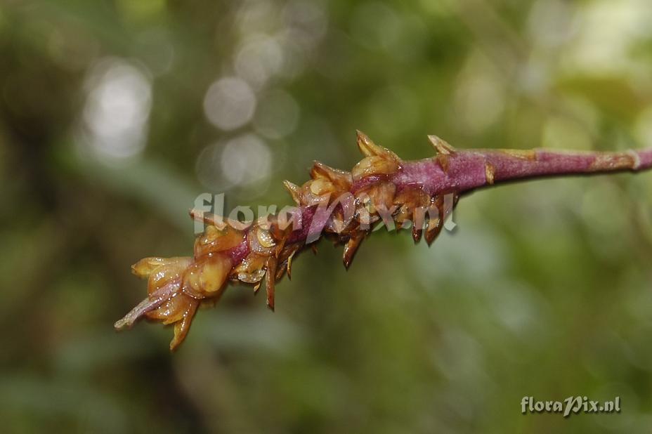 Bulbophyllum densum