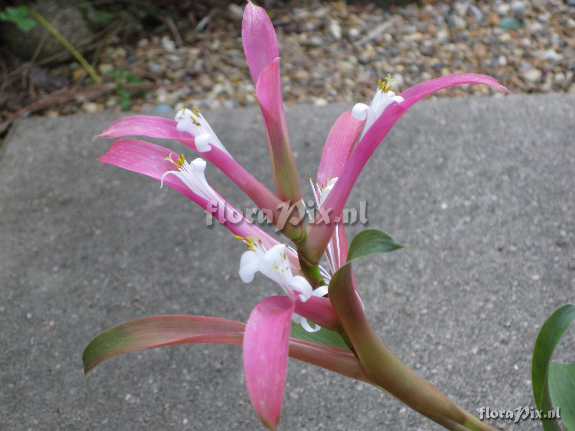 Guzmania kraenzliniana