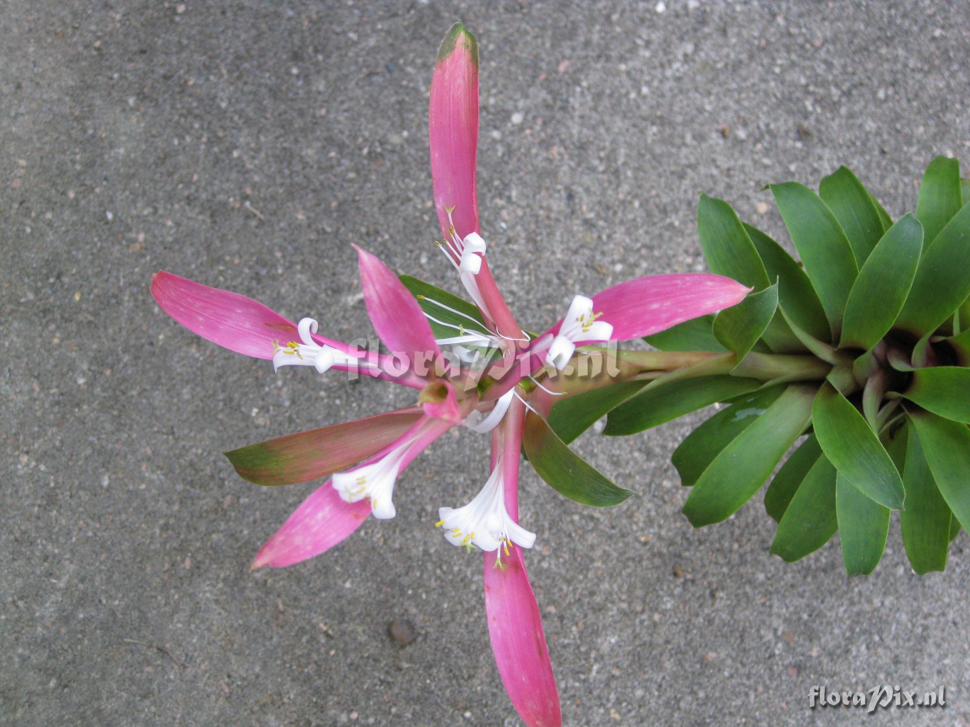 Guzmania kraenzliniana