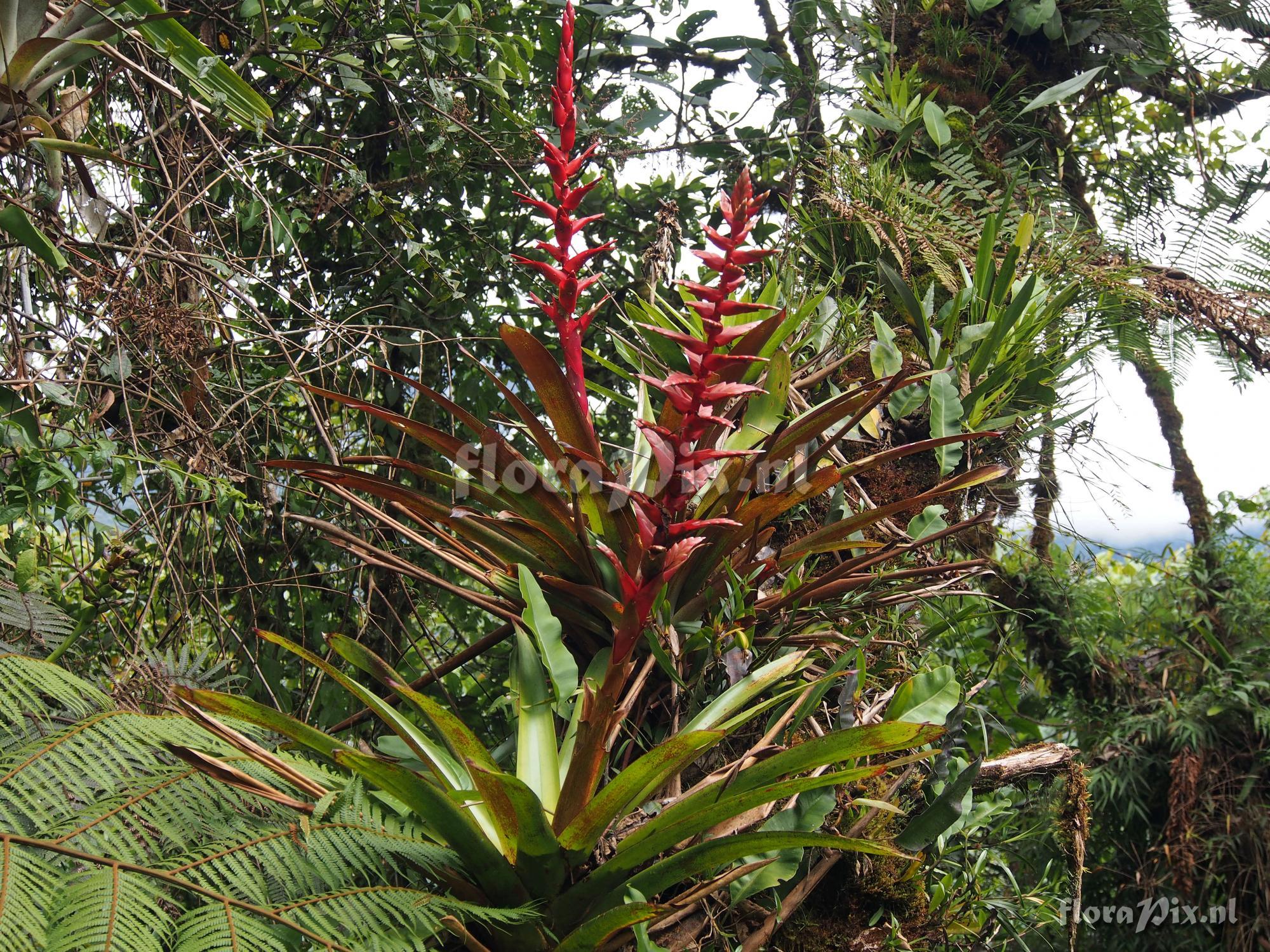 Tillandsia (Mezobromelia) schimperiana