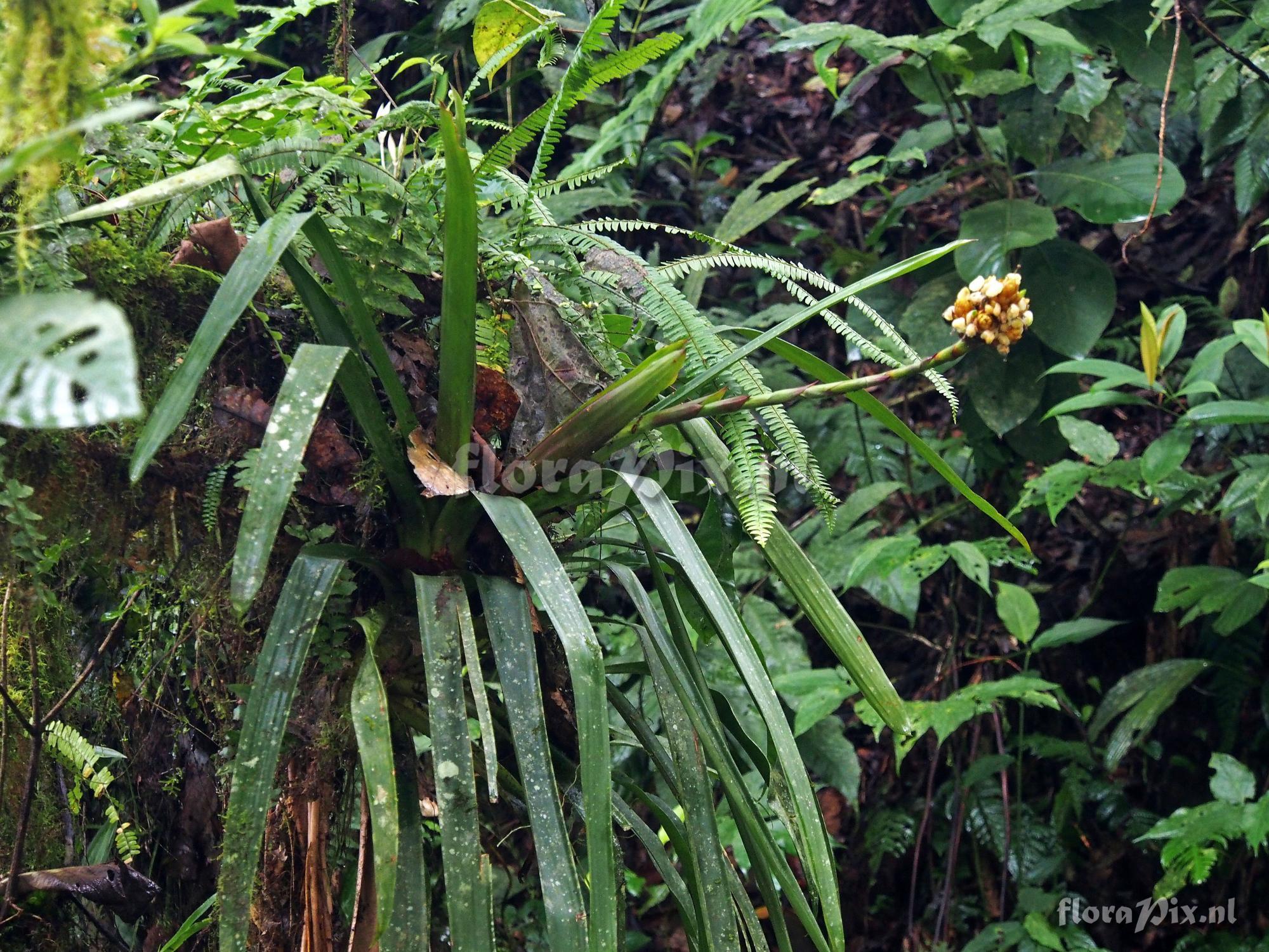 Guzmania acuminata?