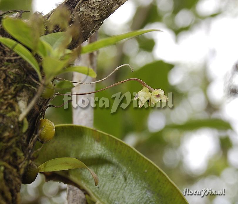 Bulbophyllum minutum