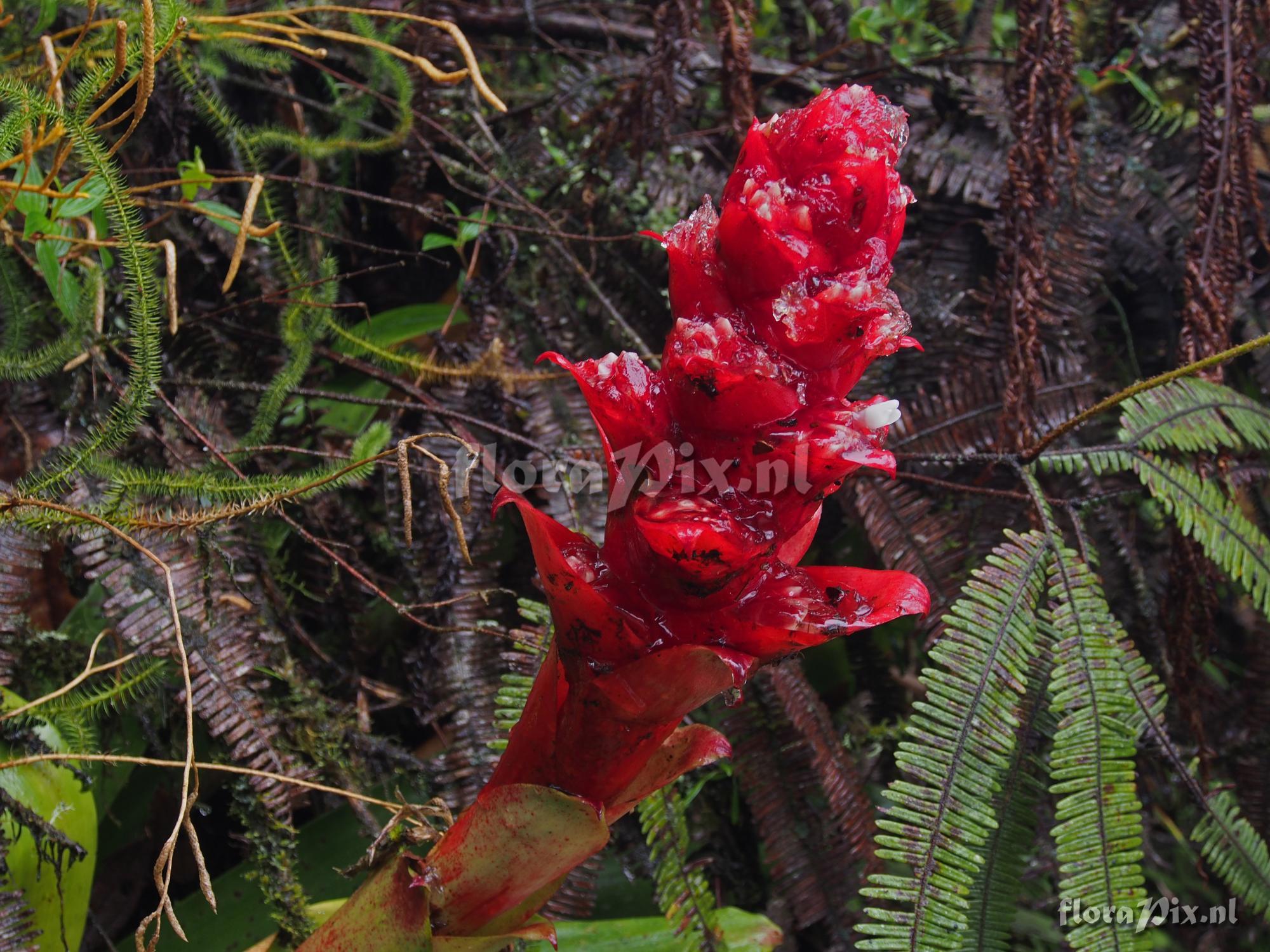 Mezobromelia 