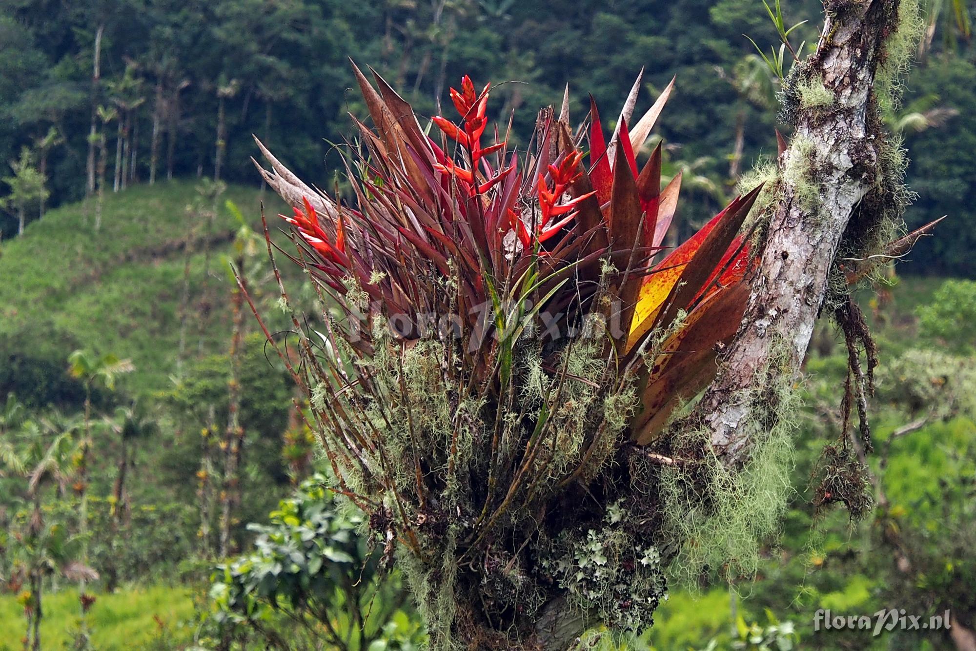 Tillandsia confinis