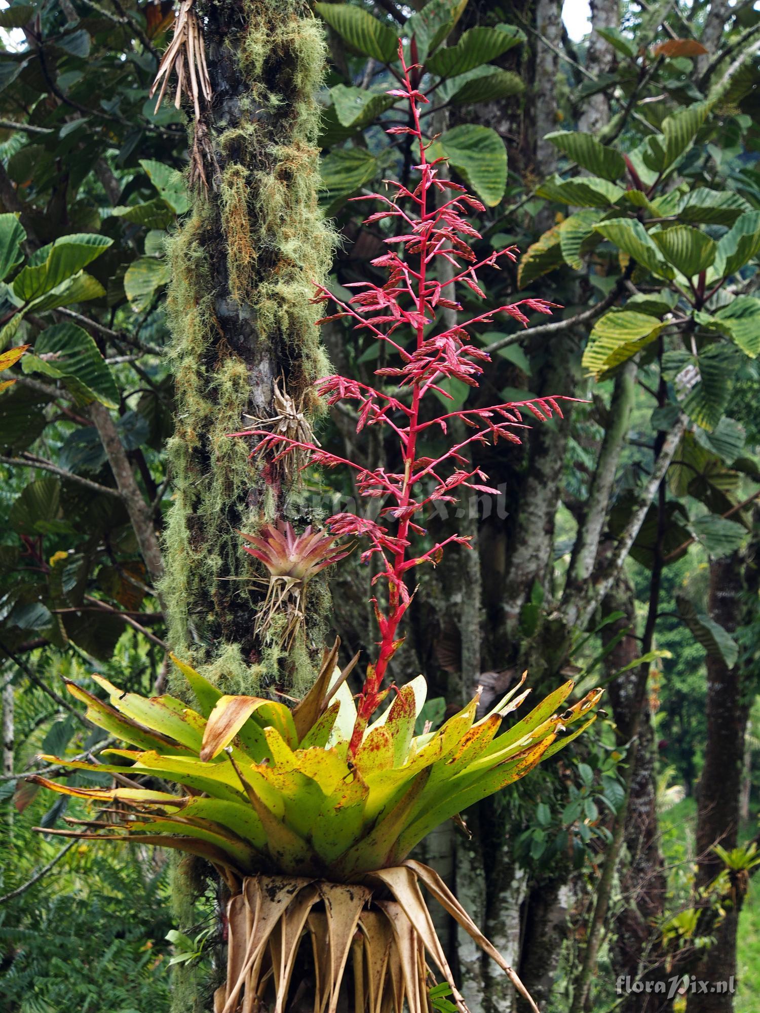 Tillandsia maculata Ruiz & Pav.