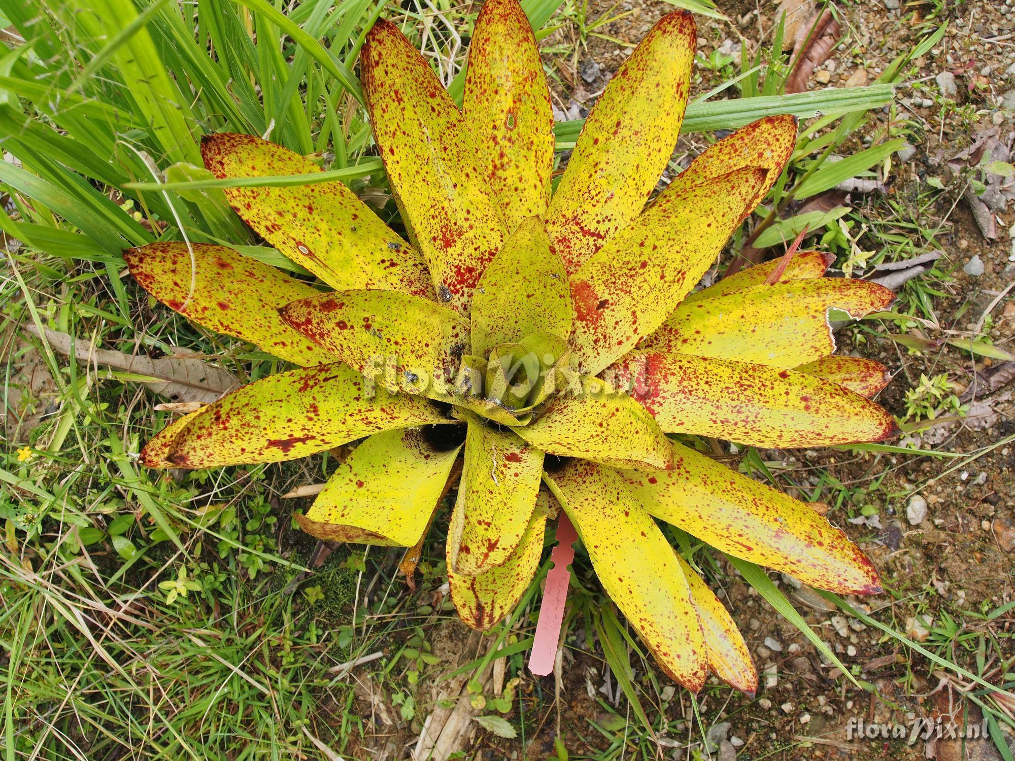 Tillandsia maculata Ruiz & Pav.