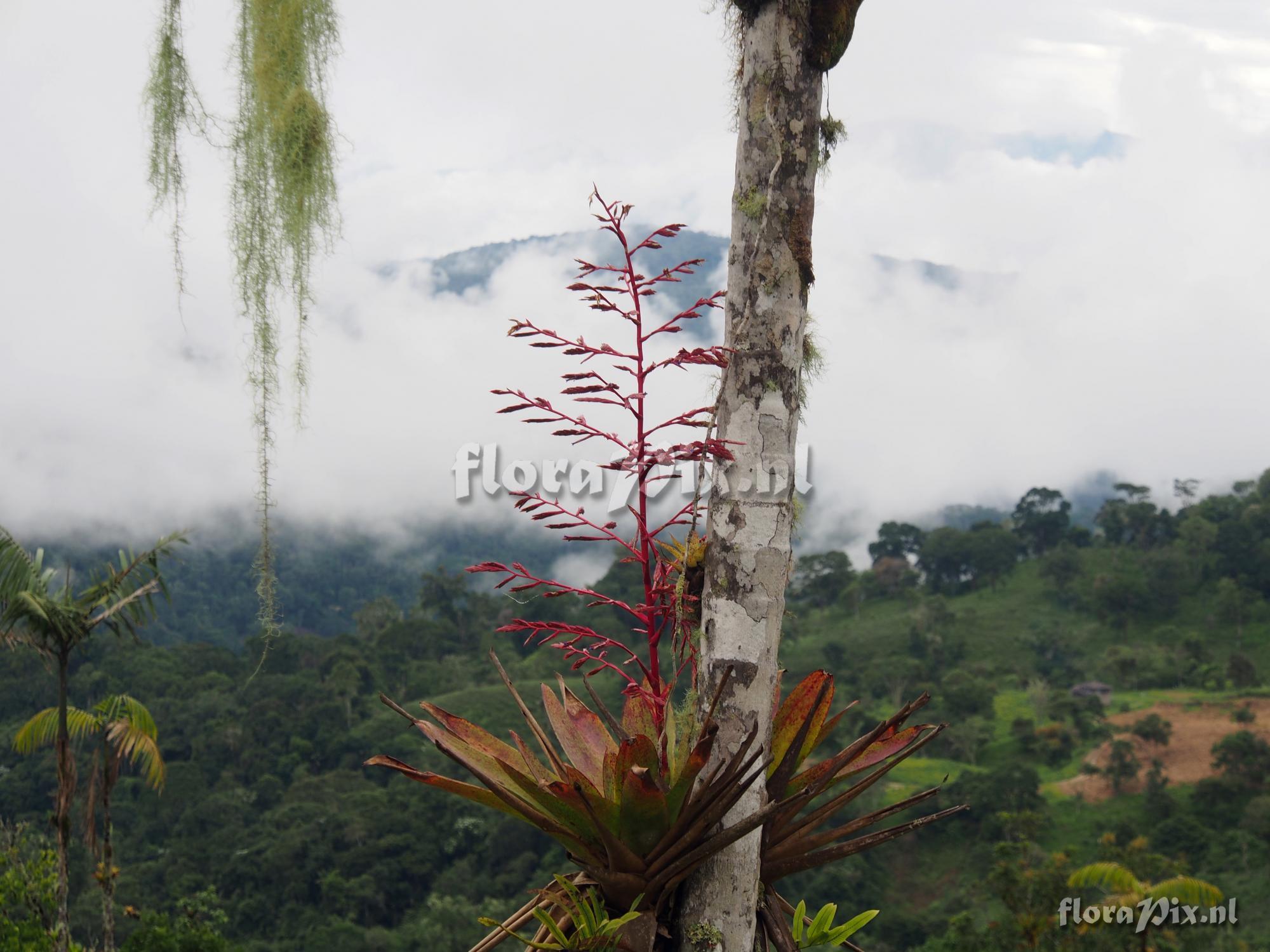 Tillandsia maculata Ruiz & Pav.