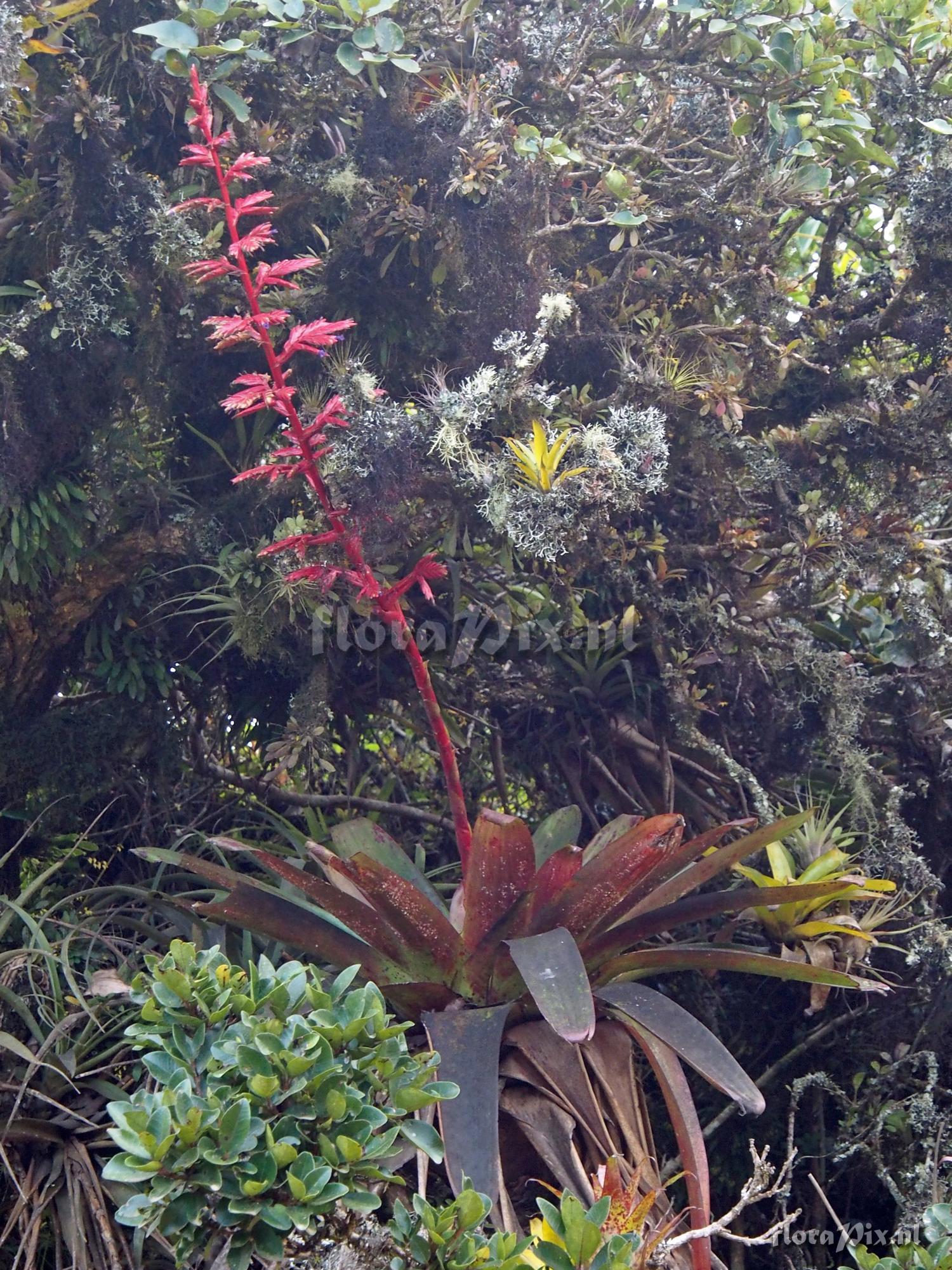 Tillandsia tovarensis