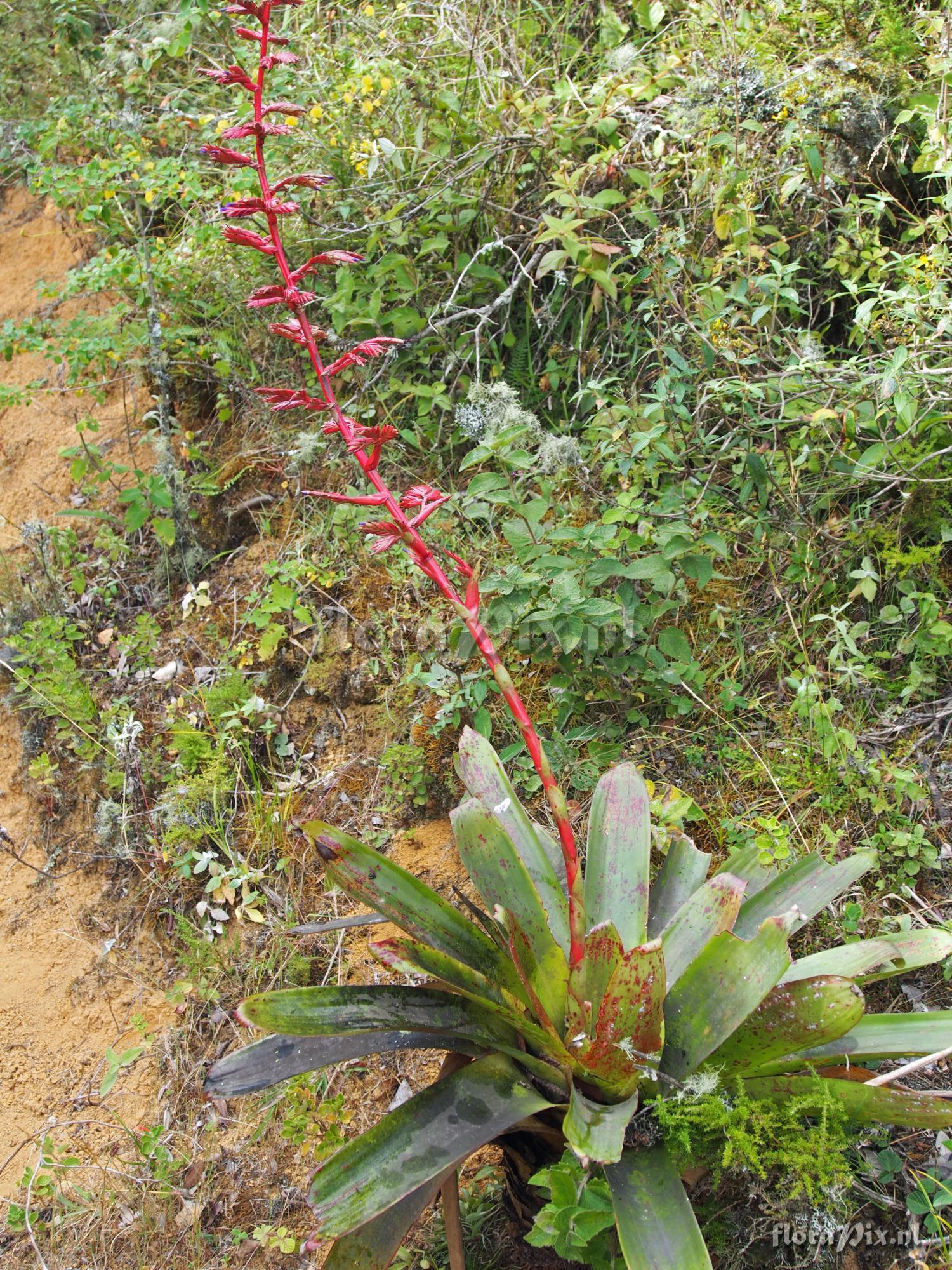 Tillandsia tovarensis