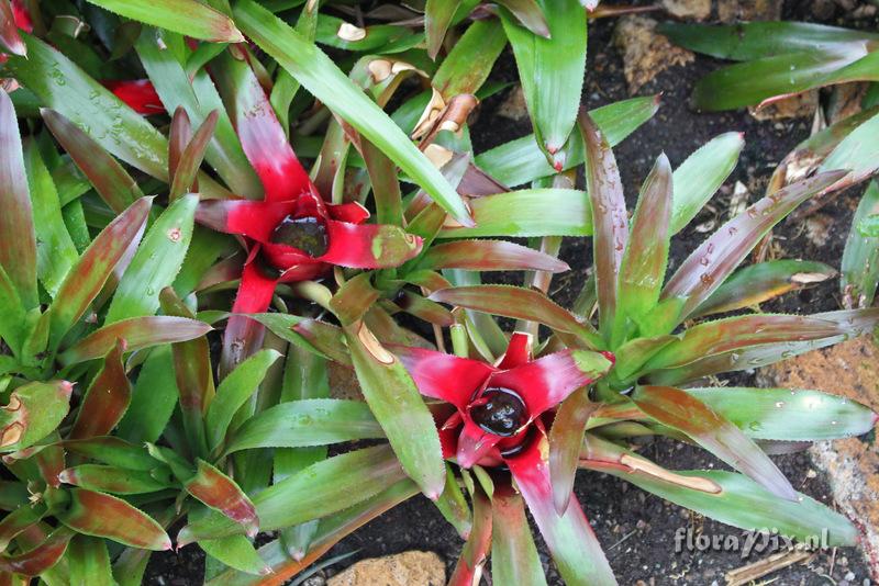 Neoregelia carolinae