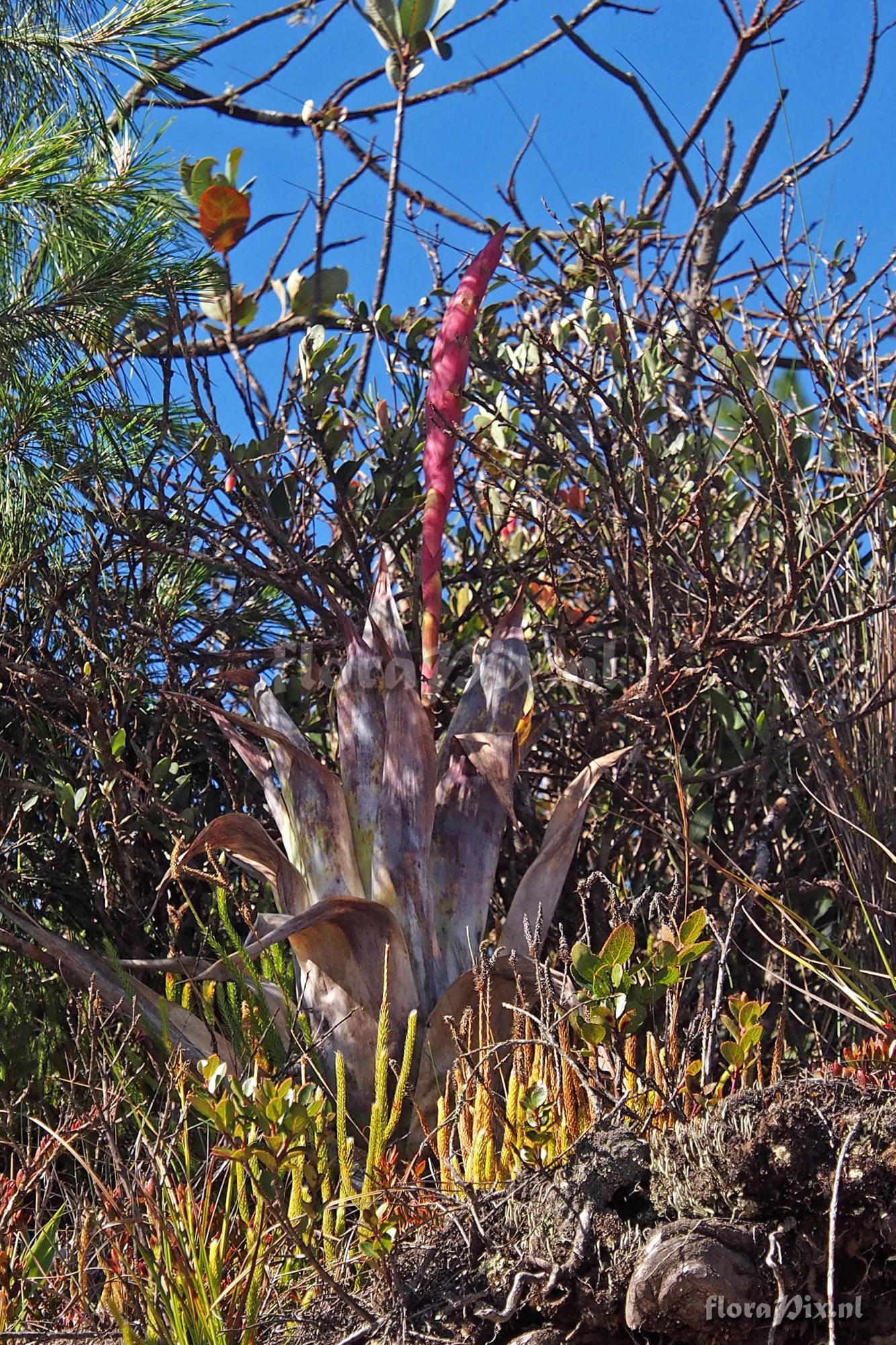 Tillandsia walteri