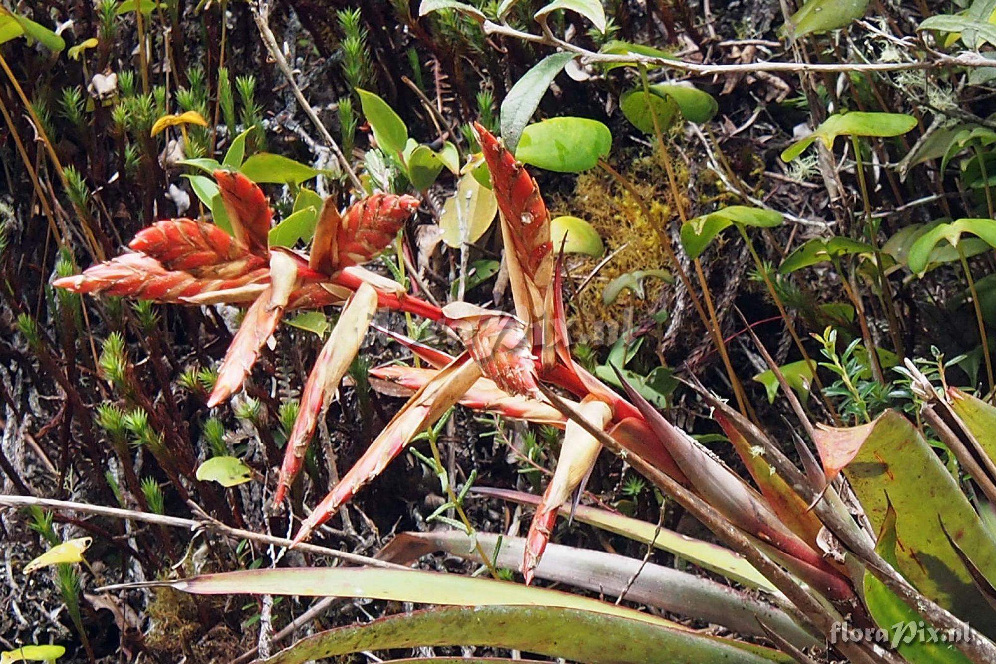 Tillandsia humboldtii?