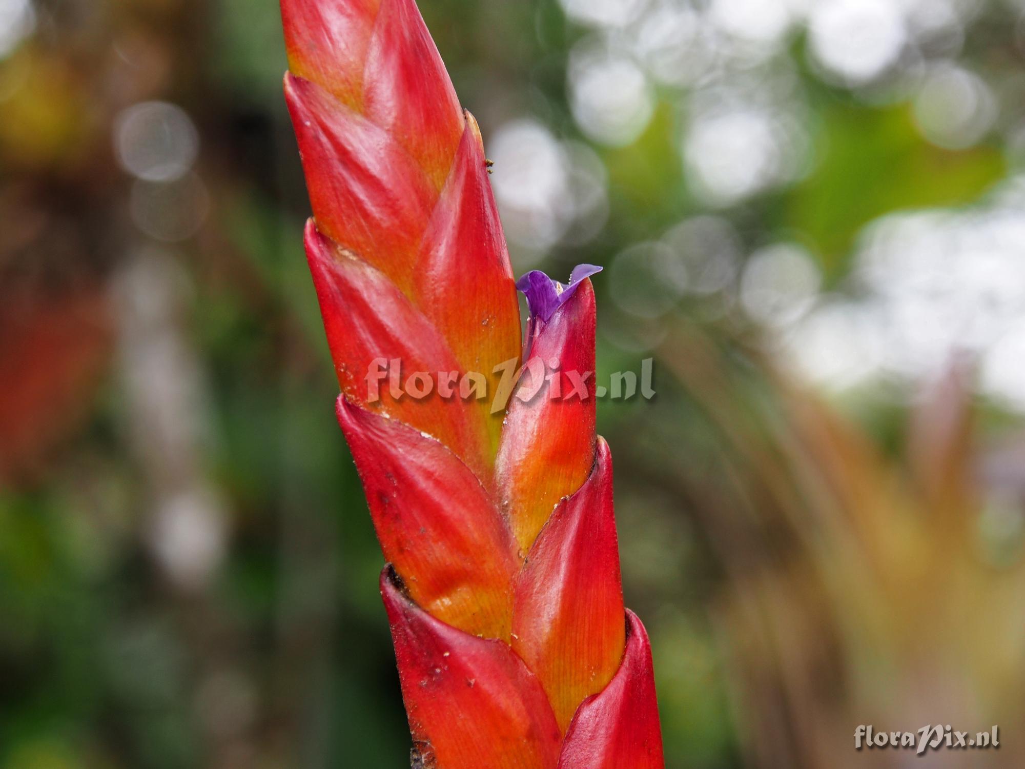 Tillandsia clavigera