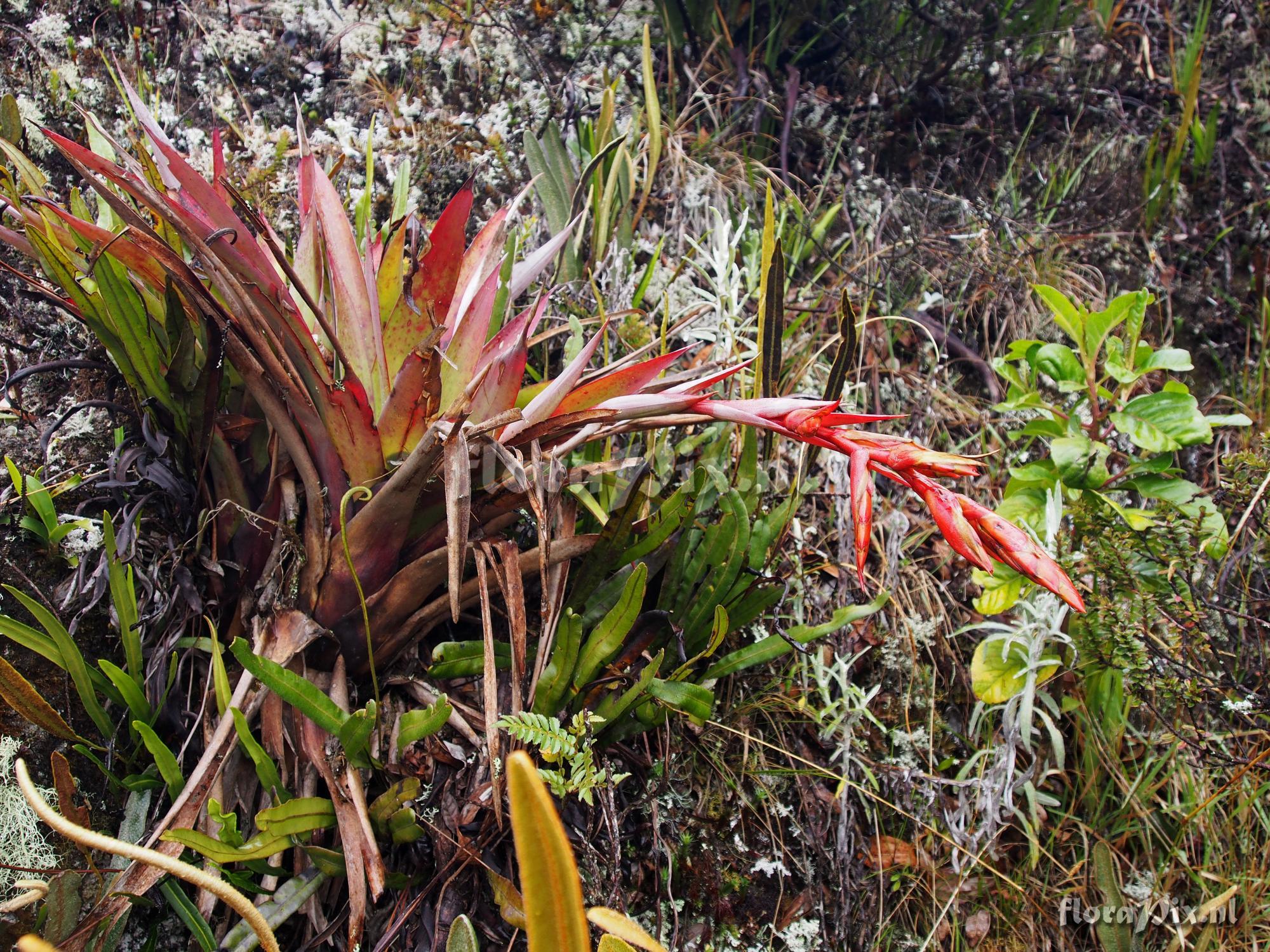 Tillandsia polyantha?