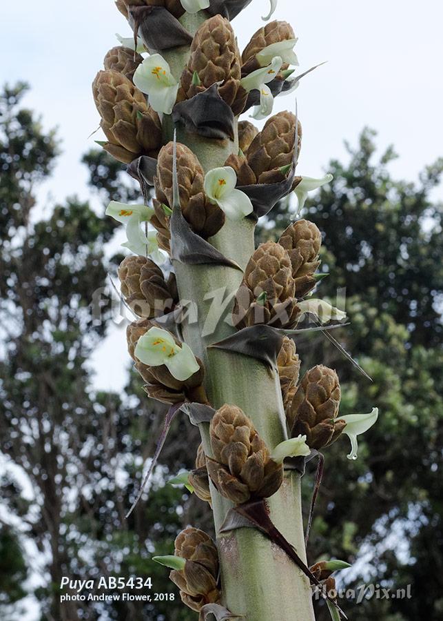 Puya species