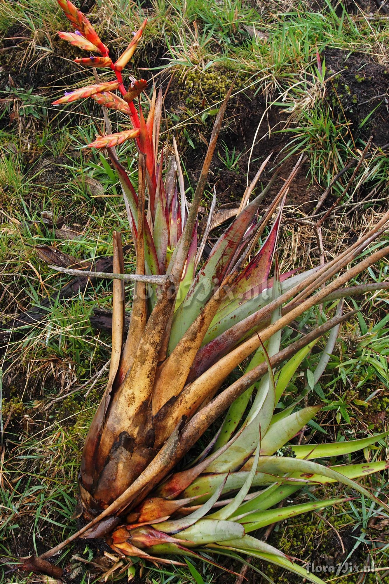 Tillandsia unknown4