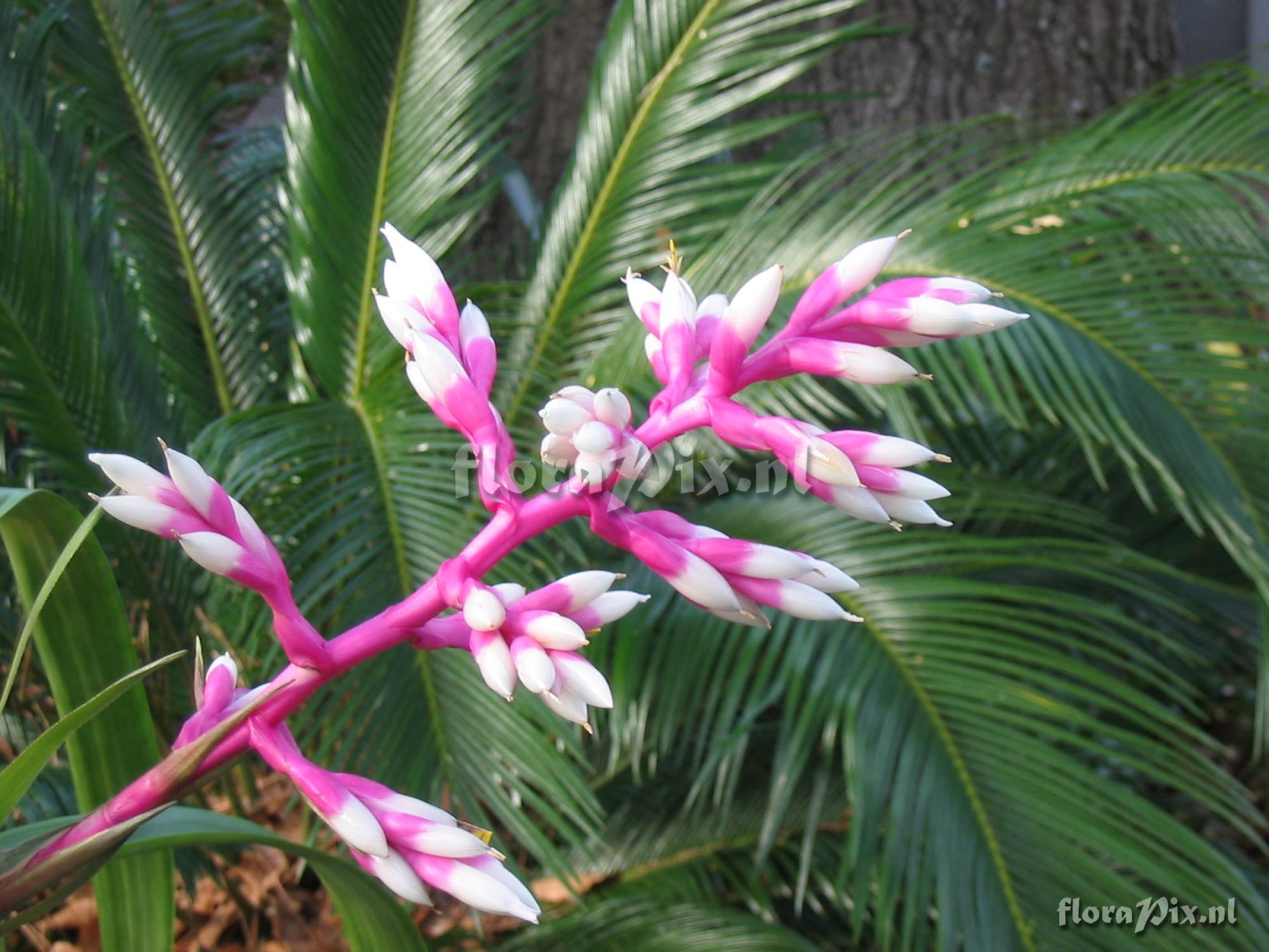 Guzmania albo-rosea