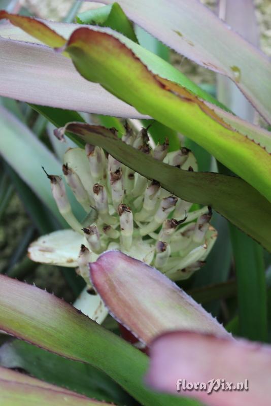 Portea grandiflora